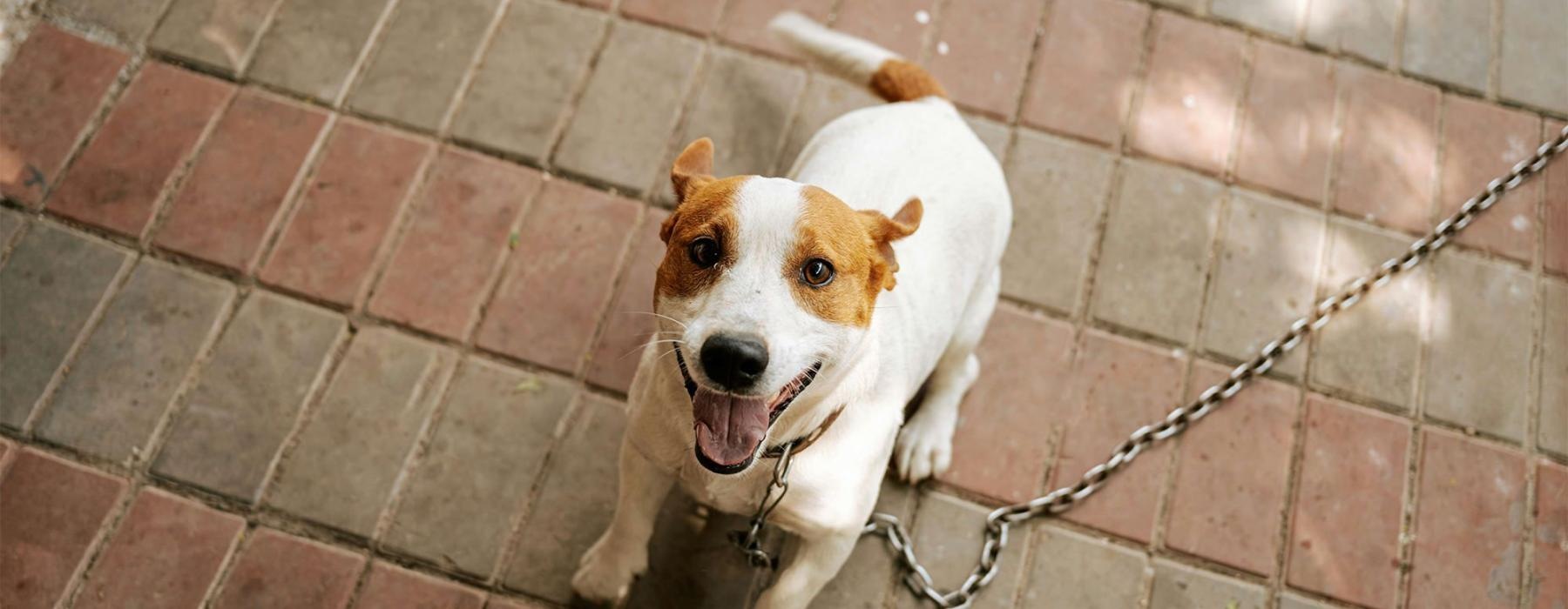 a dog on a leash being walked by a person